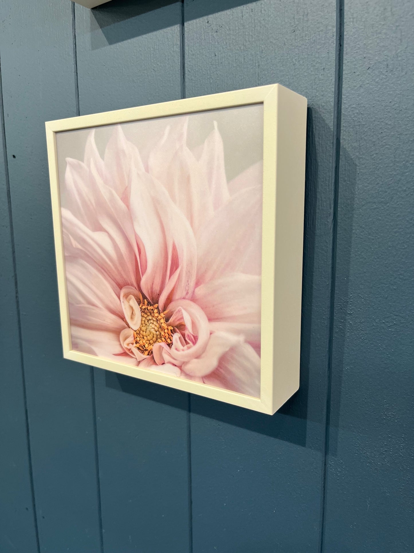 Soft Pink Dahlia Petals by Marina de Wit - Framed Print