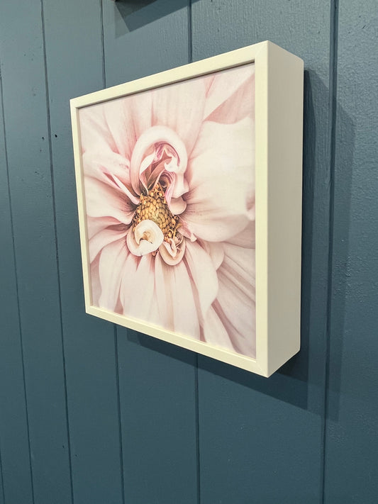 Soft Pink Dahlia by Marina de Wit - Framed Print