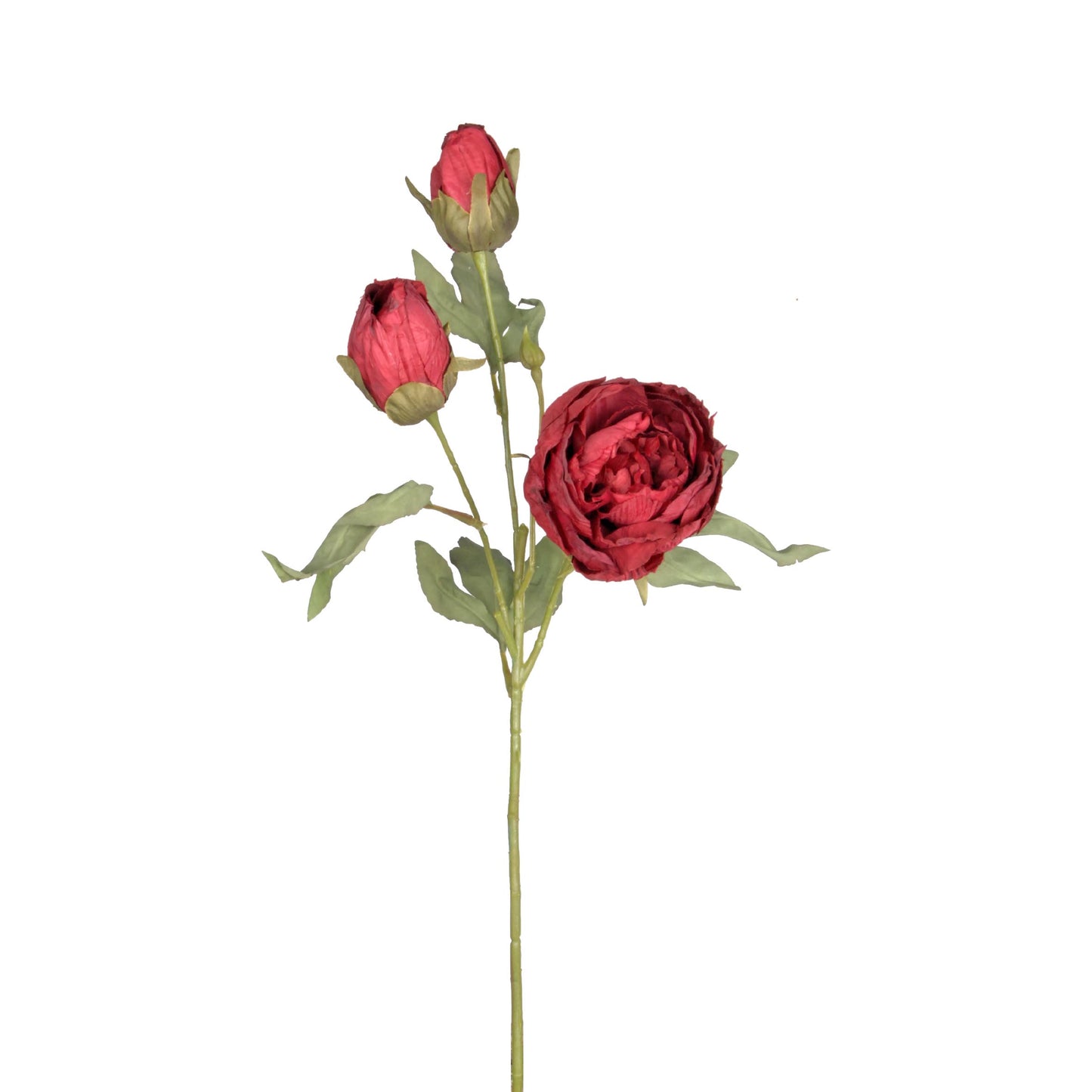 Vintage Peony - Plum