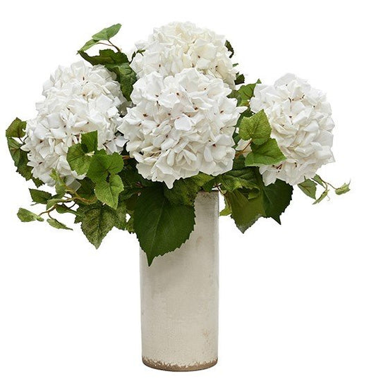 Annabelle Hydrangea - White
