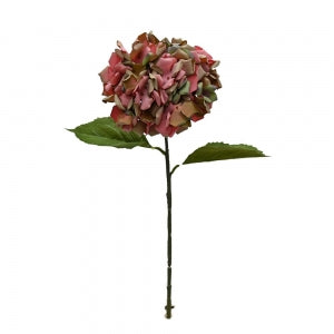 Annabelle Hydrangea - Damson Plum