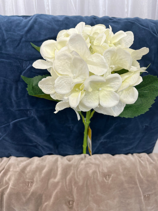 Hydrangea - White