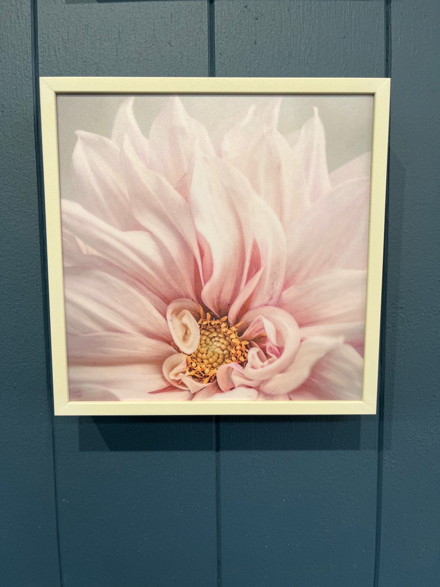 Soft Pink Dahlia Petals by Marina de Wit - Framed Print
