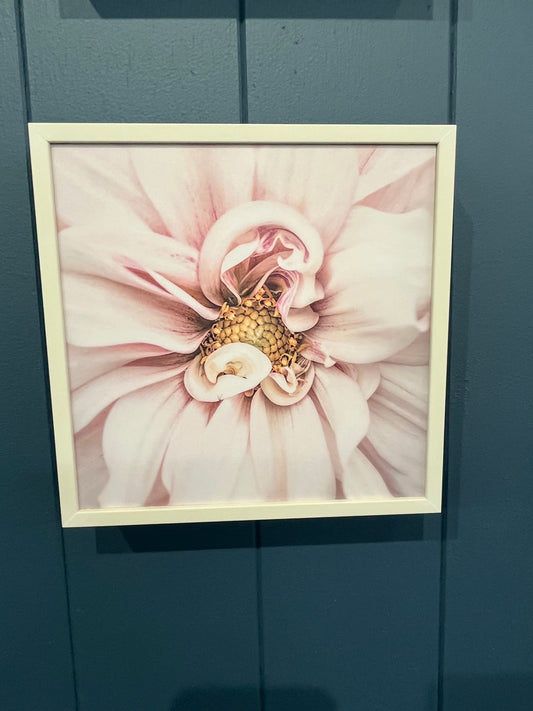 Soft Pink Dahlia by Marina de Wit - Framed Print