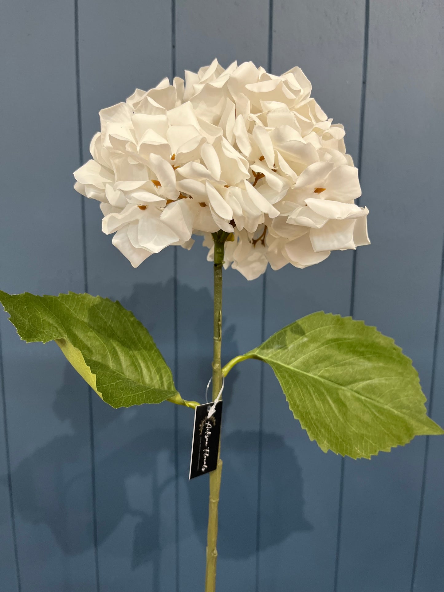 Annabelle Hydrangea - White
