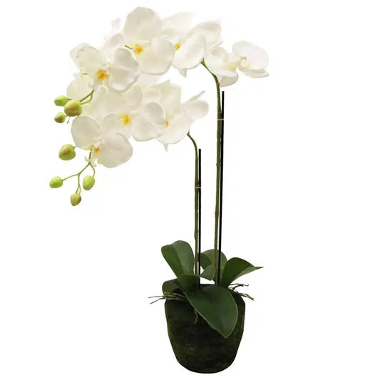 Phalaenopsis Moss Pot Orchid