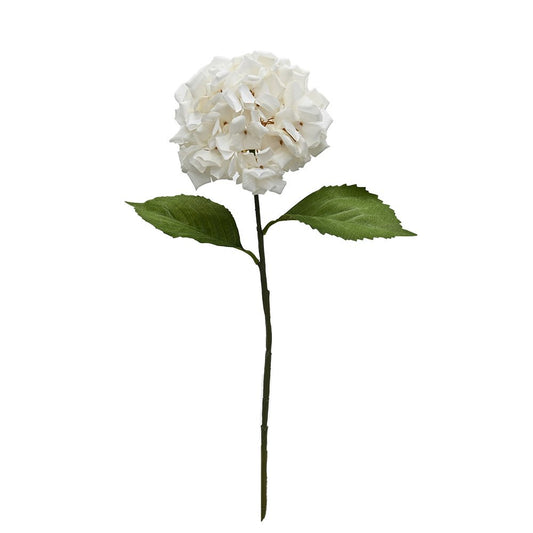 Annabelle Hydrangea - White