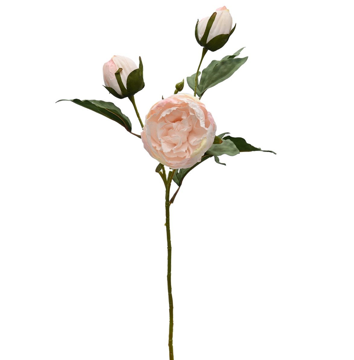 Vintage Peony - Blush